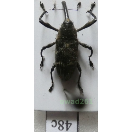 Alcidodes sp. Philippines48c